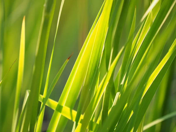 Hierba en el verano. bosque — Foto de Stock