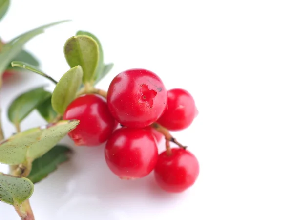 Lingonberry berries on a white background — Stock Photo, Image