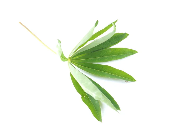 Lupine leaves on a white background — Stock Photo, Image