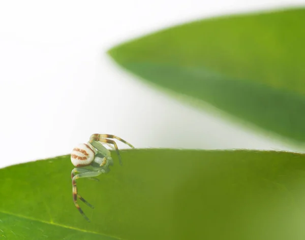 Spinne und grünes Blatt auf weißem Hintergrund — Stockfoto