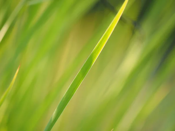 夏天的青草。 森林 — 图库照片