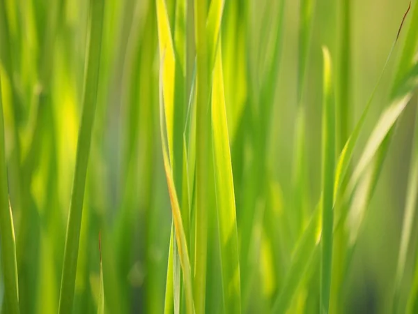 Hierba en el verano. bosque — Foto de Stock