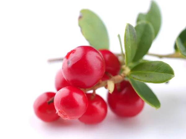 Preiselbeeren auf weißem Hintergrund — Stockfoto