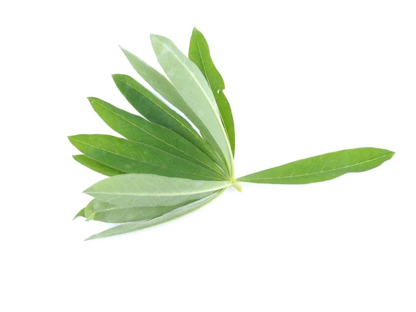 Lupine leaves on a white background — Stock Photo, Image