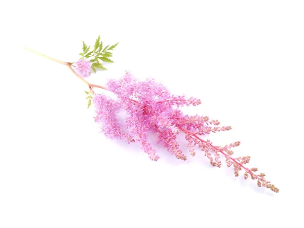 Flores astilbe rosa em um fundo branco — Fotografia de Stock