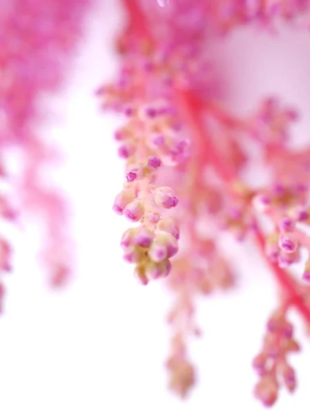 Beyaz arkaplanda pembe astilbe çiçekleri — Stok fotoğraf