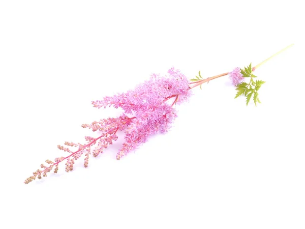 Flores de astilbe rosa sobre un fondo blanco —  Fotos de Stock