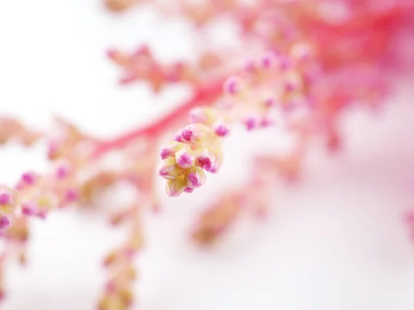 Flores astilbe rosa em um fundo branco — Fotografia de Stock