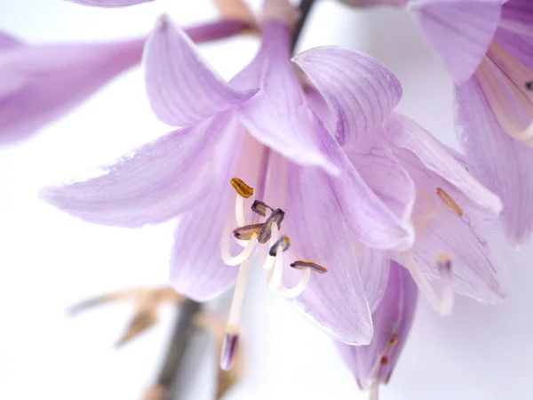 Růžové květy hostí na bílém pozadí — Stock fotografie