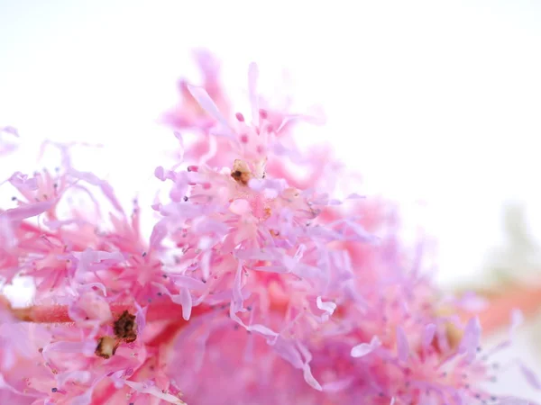 Beyaz arkaplanda pembe astilbe çiçekleri — Stok fotoğraf