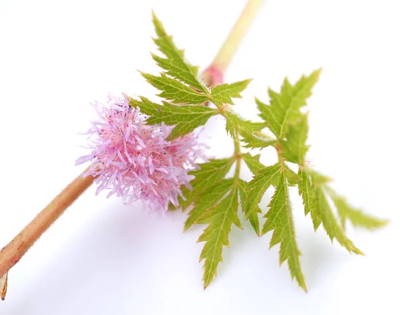 Flores de astilbe rosa sobre un fondo blanco —  Fotos de Stock