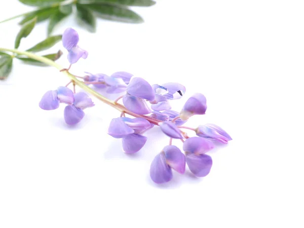 Blue lupine flowers on a white background — Stock Photo, Image