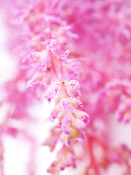 Rosa astilbe blommor på en vit bakgrund — Stockfoto