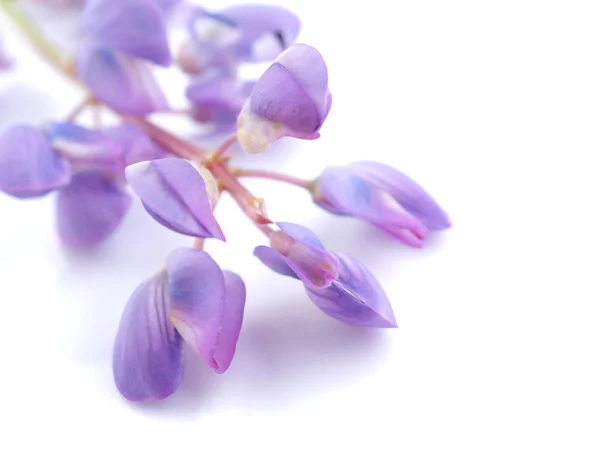 Beyaz arkaplanda mavi lupin çiçekleri — Stok fotoğraf