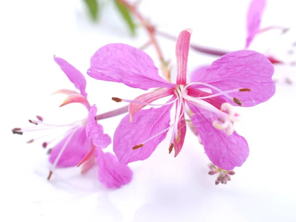 Flores rosas Ivan té sobre un fondo blanco —  Fotos de Stock