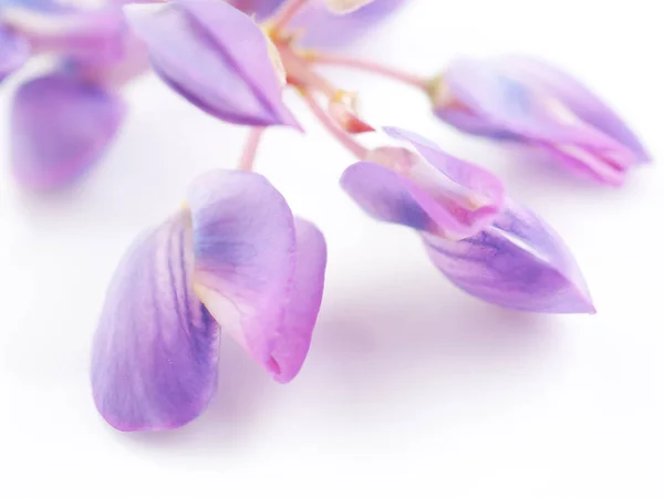 Niebieskie kwiaty łubinu na białym tle — Zdjęcie stockowe