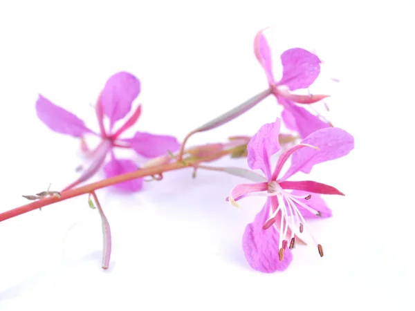 Beyaz arka planda pembe çiçekler Ivan çayı — Stok fotoğraf