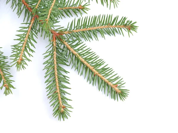 Green spruce branches on a white background — Stock Photo, Image