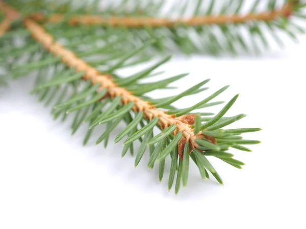 Green spruce branches on a white background — Stock Photo, Image