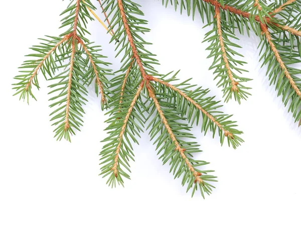 Green spruce branches on a white background — Stock Photo, Image