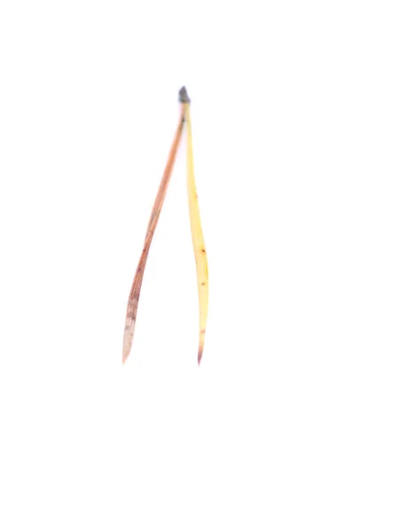 Trockene gelbe Nadeln auf weißem Hintergrund — Stockfoto