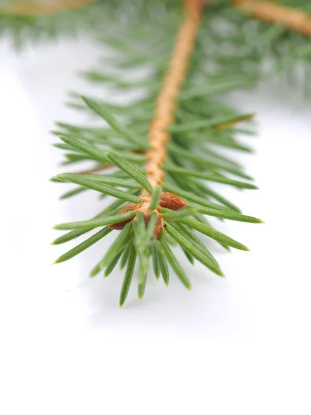 Green spruce branches on a white background — Stock Photo, Image