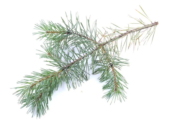 Rami di pino verde su sfondo bianco — Foto Stock
