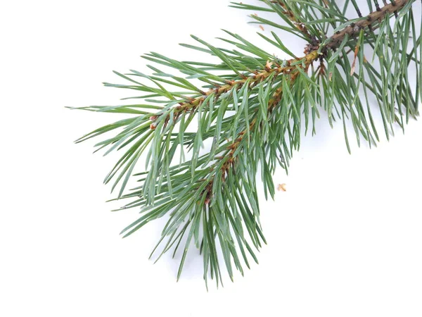 Green pine branches on a white background — Stock Photo, Image