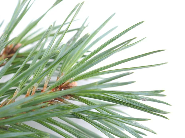 Green pine branches on a white background — Stock Photo, Image