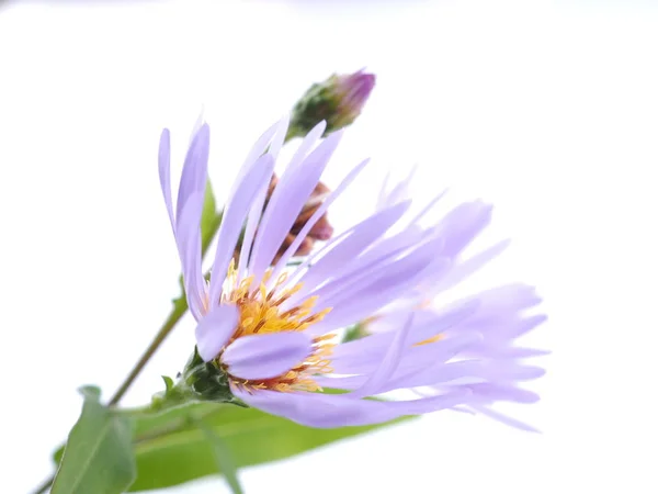 Flor aster perene em um fundo branco — Fotografia de Stock