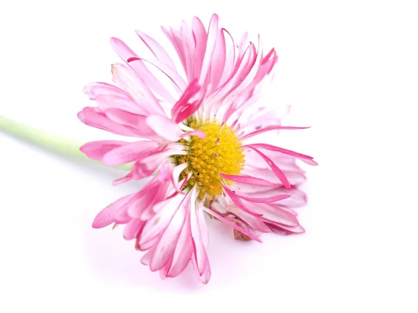 Aster flores em um fundo branco — Fotografia de Stock