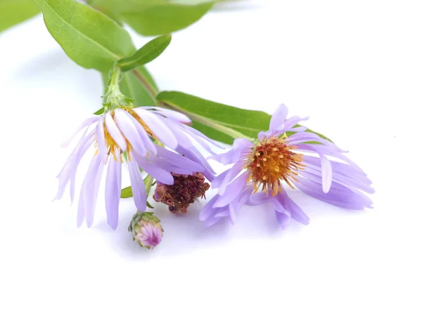 Flor aster perene em um fundo branco — Fotografia de Stock