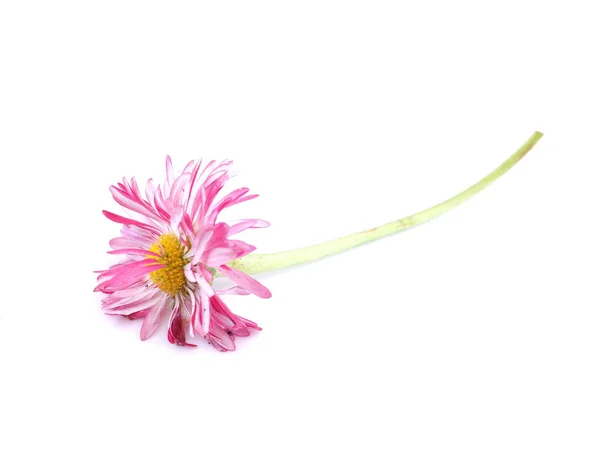 Aster květy na bílém pozadí — Stock fotografie
