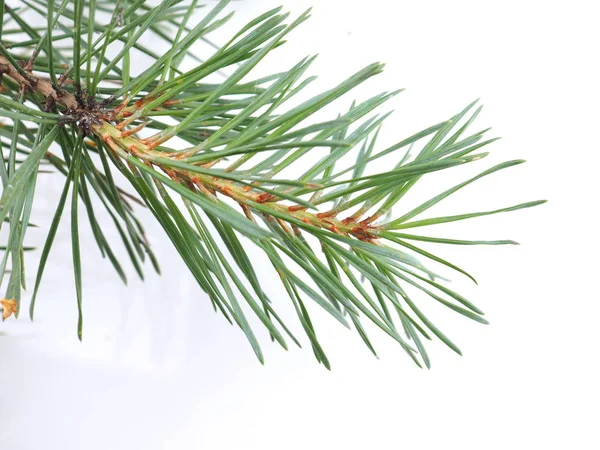 Green pine branches on a white background — Stock Photo, Image