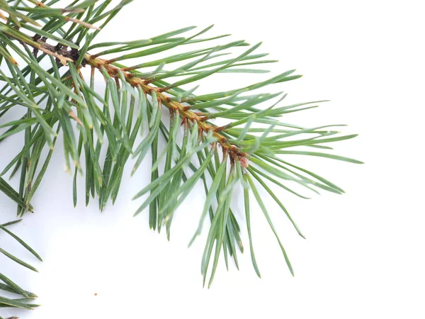 Green pine branches on a white background — Stock Photo, Image