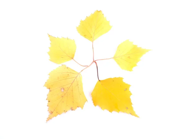 Folhas de vidoeiro amarelo em um fundo branco — Fotografia de Stock