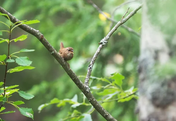 Zaunkönig im Wald — Stockfoto