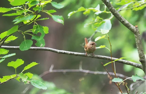 Wren ptak w lesie — Zdjęcie stockowe