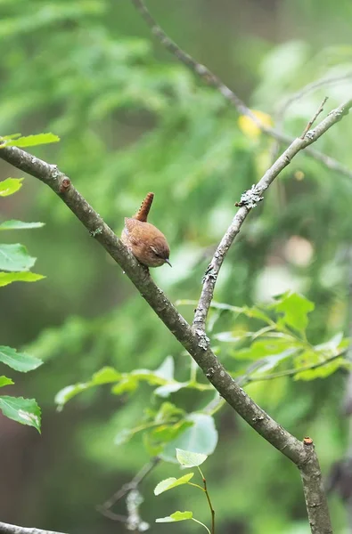 Zaunkönig im Wald — Stockfoto