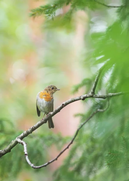 Red Robin v lese — Stock fotografie