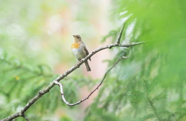 Röd Robin i skogen — Stockfoto