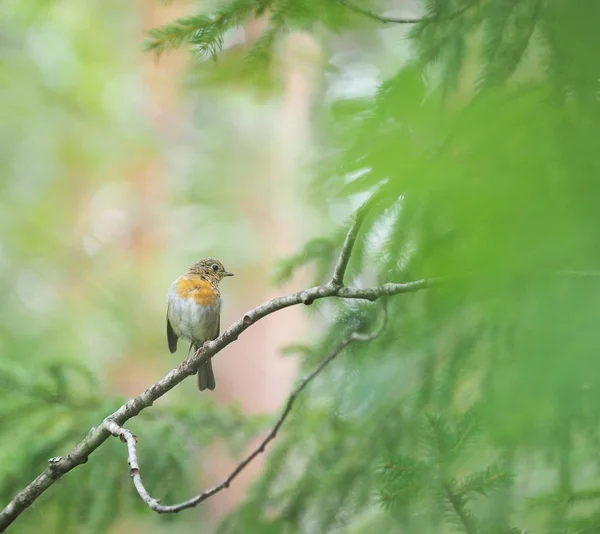 Röd Robin i skogen — Stockfoto