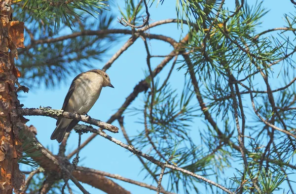 Vogelfänger im Wald — Stockfoto