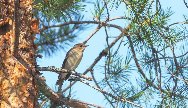 Vogelvanger in het bos — Stockfoto