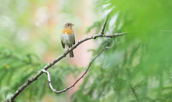 Röd Robin i skogen — Stockfoto