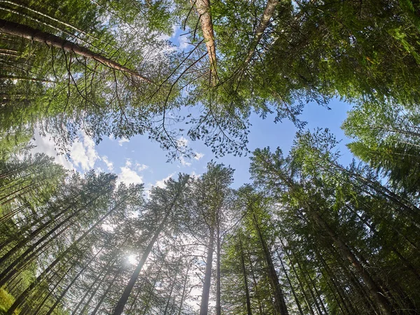 Coronas de árboles en el bosque. hacia arriba — Foto de Stock