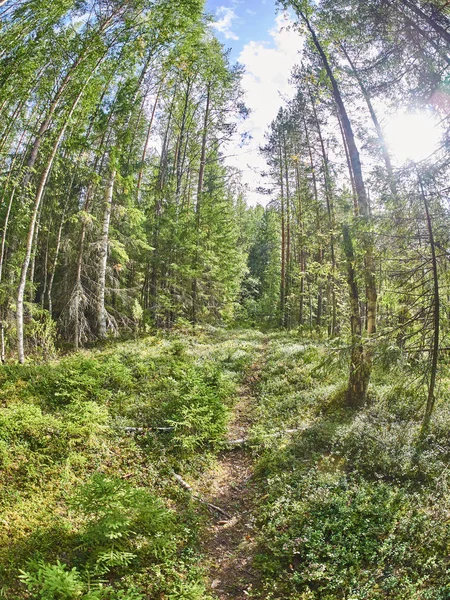 En el bosque del norte. Rusia. Karelia. — Foto de Stock