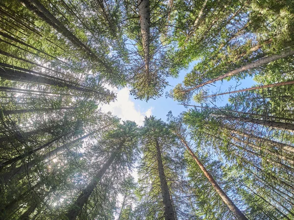 Coronas de árboles en el bosque. hacia arriba — Foto de Stock