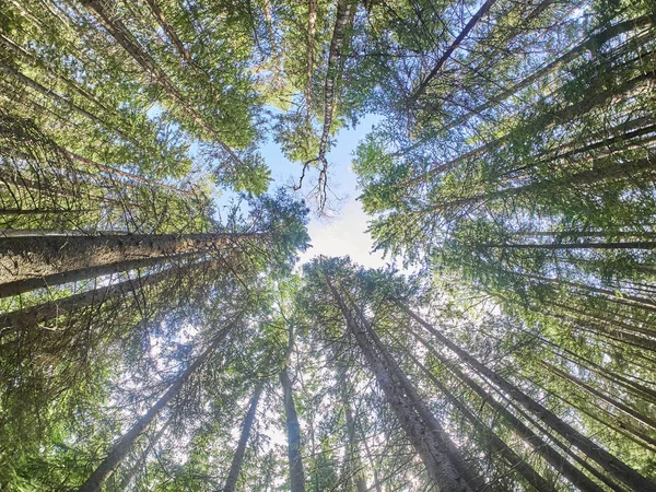 Coronas de árboles en el bosque. hacia arriba — Foto de Stock