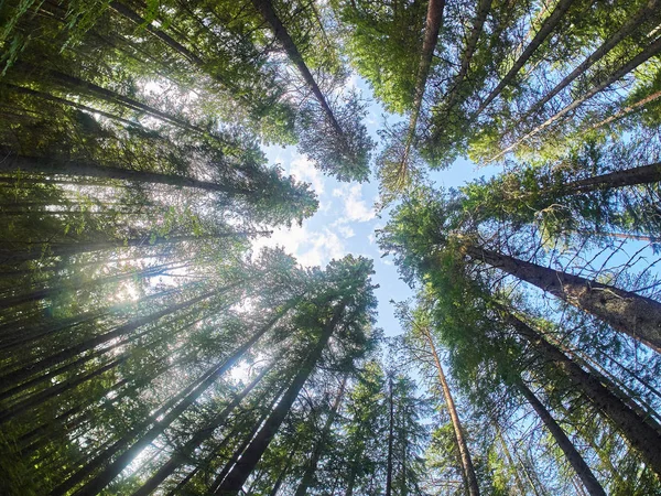 Coronas de árboles en el bosque. hacia arriba — Foto de Stock